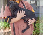Small #1 Mutt