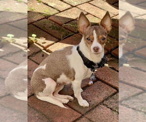 Chihuahua-Unknown Mix Dogs for adoption in San Francisco, CA, USA