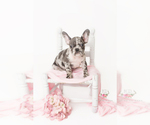 Small Photo #6 French Bulldog Puppy For Sale in MURRIETA, CA, USA