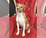 Small #4 American Pit Bull Terrier Mix