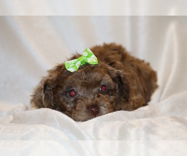 Medium Photo #12 Poodle (Toy) Puppy For Sale in DYERSBURG, TN, USA