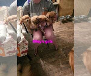 Chiranian Dogs for adoption in CHILLICOTHE, OH, USA