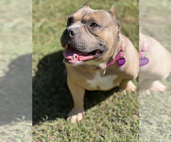 Medium Photo #3 American Bulldog-Unknown Mix Puppy For Sale in Lakemont, GA, USA