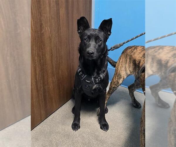 Medium Photo #1 Labrador Retriever Puppy For Sale in Houston, TX, USA