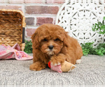 Small #13 Cavapoo (Miniature)