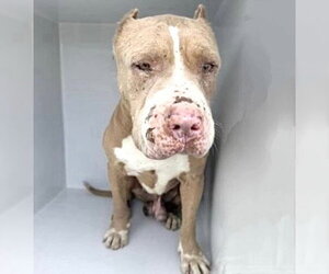 Staffordshire Bull Terrier Dogs for adoption in Houston, TX, USA