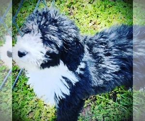 Sheepadoodle Puppy for sale in EASLEY, SC, USA