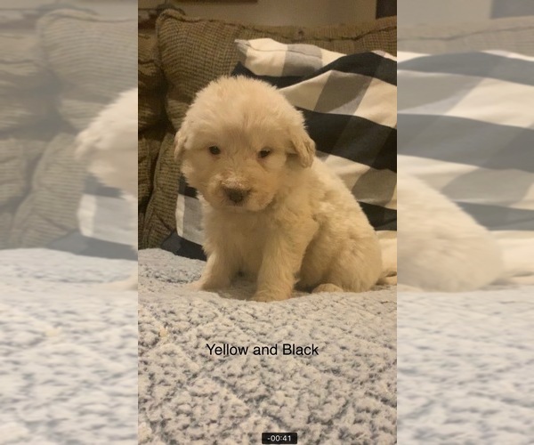 Medium Photo #3 Pyredoodle Puppy For Sale in MARION, IN, USA