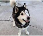 Small #1 Siberian Husky Mix