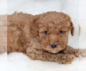 Goldendoodle-Poodle (Miniature) Mix Puppy for sale in STANLEY, WI, USA
