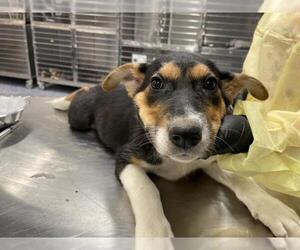 German Shepherd Dog Dogs for adoption in Riverside, CA, USA
