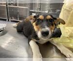STELLA - Female German Shepherd Dog Dog for Adoption - Small photo