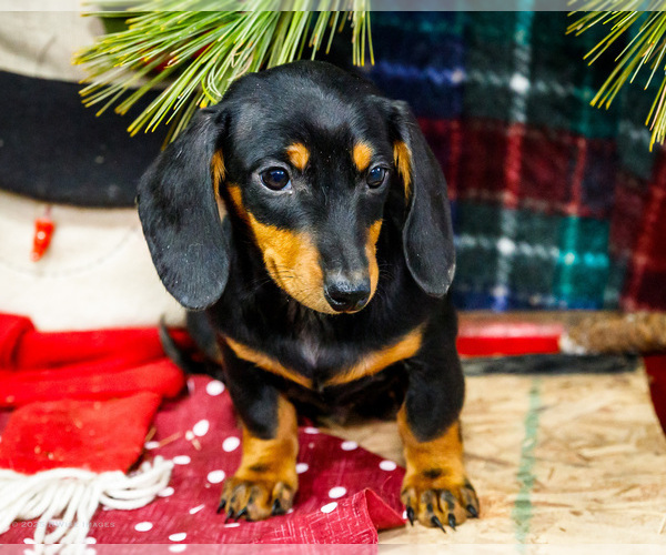 Medium Photo #41 Dachshund Puppy For Sale in WAKARUSA, IN, USA
