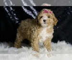 Small #2 Maltipoo