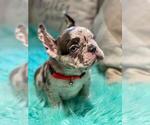 Puppy 2 French Bulldog