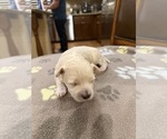 Bianca - Female Maltipoo (Toy) Puppy for Sale - Photo #2