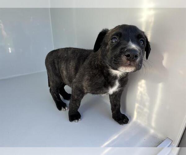 Medium Photo #1 American Pit Bull Terrier-Unknown Mix Puppy For Sale in Houston, TX, USA