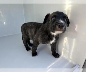 American Pit Bull Terrier-Unknown Mix Dogs for adoption in Houston, TX, USA