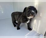 Small American Pit Bull Terrier Mix