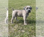 Small Photo #4 Cane Corso Puppy For Sale in BLADENBORO, NC, USA