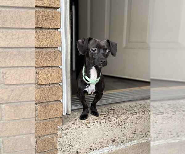 Medium Photo #3 Chihuahua-Unknown Mix Puppy For Sale in Springdale, PA, USA