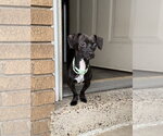 Small #2 Chihuahua Mix