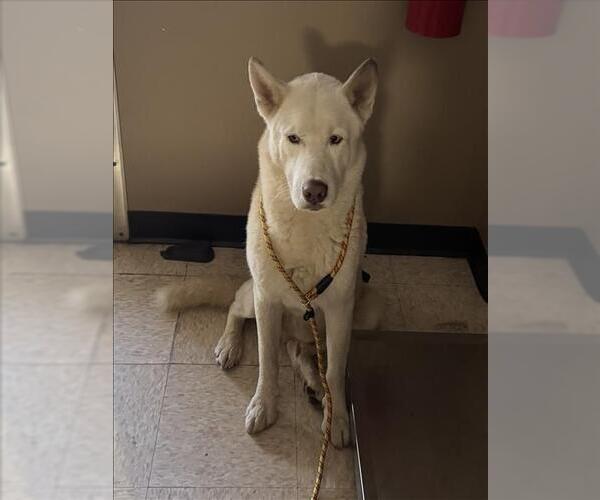 Medium Photo #1 Siberian Husky-Unknown Mix Puppy For Sale in Conroe, TX, USA