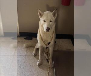 Siberian Husky-Unknown Mix Dogs for adoption in Conroe, TX, USA