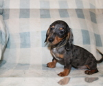 Small #9 Dachshund