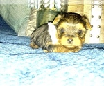 Small Photo #9 Yorkshire Terrier Puppy For Sale in STKN, CA, USA