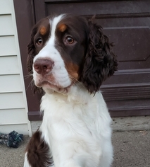 Mother of the English Springer Spaniel puppies born on 05/17/2018