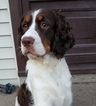 Small Photo #1 English Springer Spaniel Puppy For Sale in ROMULUS, MI, USA