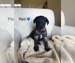 Small Photo #5 Belgian Malinois Puppy For Sale in LAS VEGAS, NV, USA