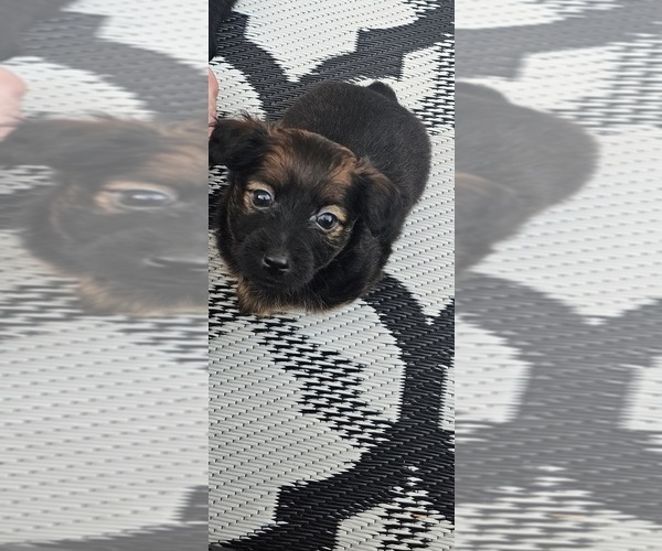 Medium Photo #3 Chihuahua-Chiweenie Mix Puppy For Sale in MURFREESBORO, TN, USA