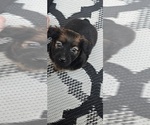 Small Photo #3 Chihuahua-Chiweenie Mix Puppy For Sale in MURFREESBORO, TN, USA
