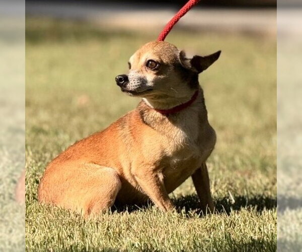 Medium Photo #3 Chihuahua Puppy For Sale in Yardley, PA, USA