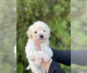 Maltipoo Puppy for sale in COOLIDGE, AZ, USA