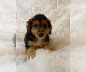 Jack Russell Terrier-Poodle (Toy) Mix Puppy for sale in HARRISON, AR, USA