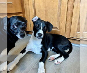 Labrador Retriever-Unknown Mix Dogs for adoption in Mooresville, NC, USA