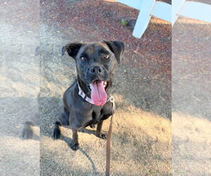 Winnie - Female Boxador Dog for Adoption - Photo #7