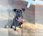 Small Photo #7 Boxador Puppy For Sale in San Diego, CA, USA