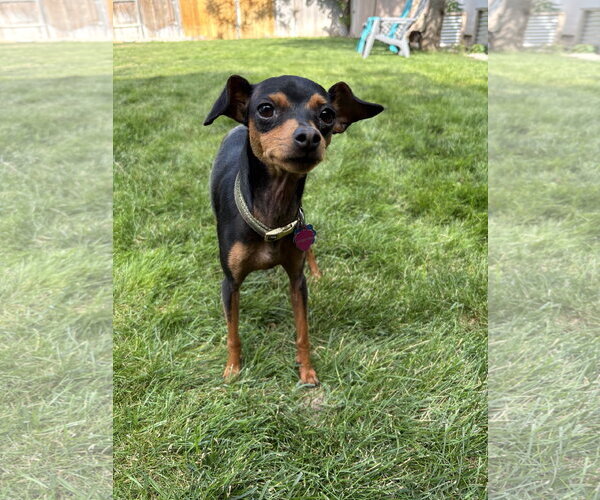 Medium Photo #6 Miniature Pinscher-Unknown Mix Puppy For Sale in Sandy, UT, USA