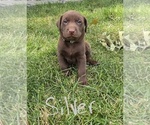 Small Photo #3 Labrador Retriever Puppy For Sale in MOUNT VERNON, WA, USA