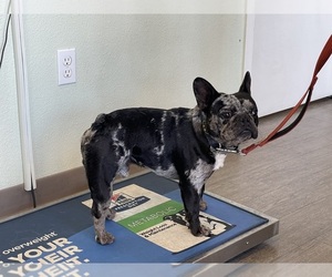 French Bulldog Puppy for sale in VACAVILLE, CA, USA