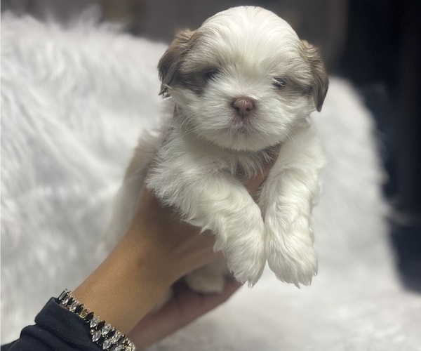 Medium Photo #4 Shih Tzu Puppy For Sale in MEMPHIS, TN, USA