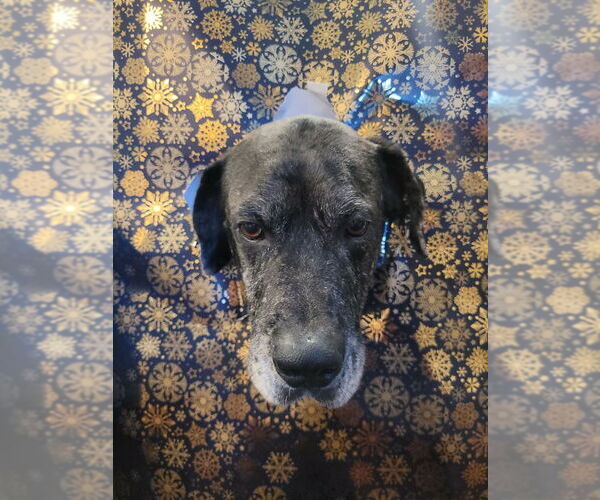 Medium Photo #11 Great Dane-Unknown Mix Puppy For Sale in Bullard, TX, USA