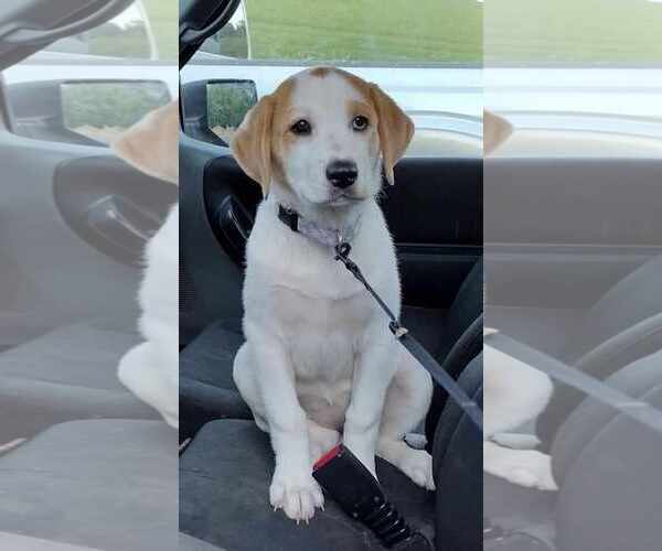 Medium Photo #7 Great Pyrenees-Unknown Mix Puppy For Sale in Mount Laurel, NJ, USA