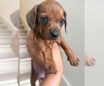 Small #2 Dachshund