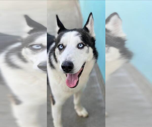 Medium Photo #3 Siberian Husky Puppy For Sale in Newport Beach, CA, USA