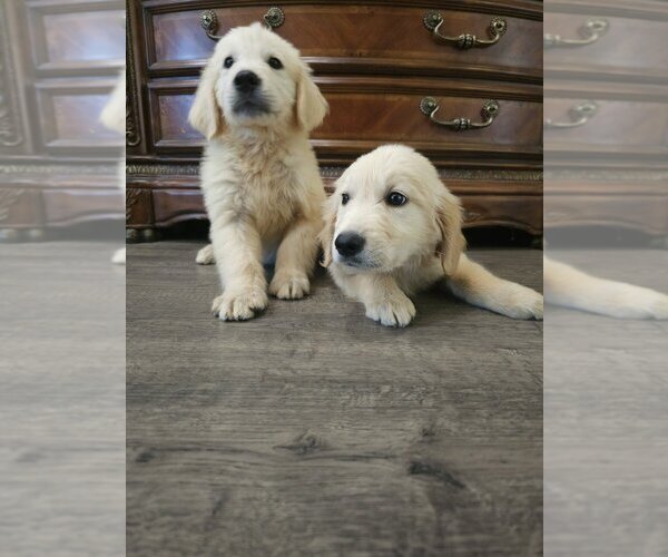 Medium Photo #4 Golden Retriever Puppy For Sale in SACRAMENTO, CA, USA
